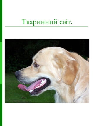 Тваринний світ. 