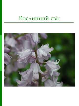 Рослинний світ 