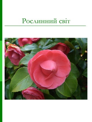 Рослинний світ 