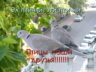 Эх птички, эти птички… Птицы  наши  друзья!!!!!!! 