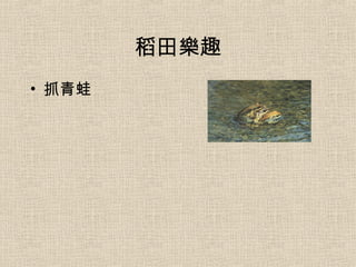 稻田樂趣 抓青蛙 