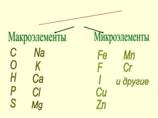 Минеральные элементы Макроэлементы Микроэлементы O H C P S Na K Ca Cl Fe F I Cu Zn Mn Cr и другие Mg 