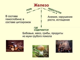 Железо РОЛЬ НЕДОСТАТОК ГДЕ СОДЕРЖИТСЯ В составе гемоглобина; в составе цитохромов Анемия, нарушение роста, истощение Бобовые, мясо, грибы, продукты из муки грубого помола 