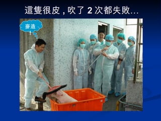 這隻很皮 , 吹了 2 次都失敗… 麥造  ! 