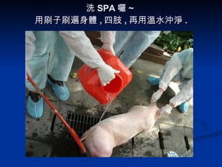 洗 SPA 囉 ~  用刷子刷遍身體 , 四肢 , 再用溫水沖淨 . 