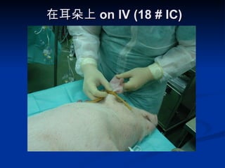 在耳朵上 on IV (18 # IC) 