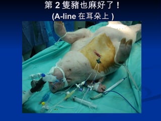 第 2 隻豬也麻好了 !   (A-line 在耳朵上 ) 