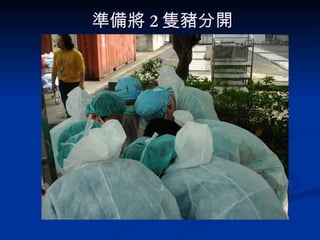 準備將 2 隻豬分開 