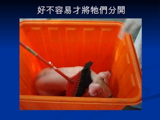 好不容易才將牠們分開 