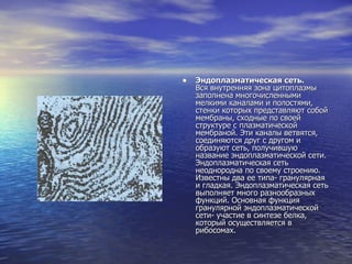 Эндоплазматическая сеть. Вся внутренняя зона цитоплазмы заполнена многочисленными мелкими каналами и полостями, стенки которых представляют собой мембраны, сходные по своей структуре с плазматической мембраной. Эти каналы ветвятся, соединяются друг с другом и образуют сеть, получившую название эндоплазматической сети. Эндоплазматическая сеть неоднородна по своему строению. Известны два ее типа- гранулярная и гладкая. Эндоплазматическая сеть выполняет много разнообразных функций. Основная функция гранулярной эндоплазматической сети- участие в синтезе белка, который осуществляется в рибосомах.  