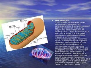 Митохондрии. В цитоплазме расположены также митохондрии-энергетические органоиды клеток. Форма митохондрий различна- они могут овальными, округлыми, палочковидными. Их диаметр около 1 мкм, а длина-до 7-10 мкм. Митохондрии покрыты двумя мембранами: наружная мембрана гладкая, а внутренняя имеет многочисленные складки и выступы-кристы. В мембрану крист встроены ферменты, синтезирующие за счет энергии питательных веществ, поглощенных клеткой, молекулы аденозинтрифосфата(АТФ). АТФ- это универсальный источник энергии для всех процессов, происходящих в клетке. Количество митохондрий в клетках различных живых существ и тканей неодинаково. Например в сперматозоидах может быть всего одна метохондрия. Зато в клетках тканей, где велики энергетические затраты, бывает до нескольких тысяч  