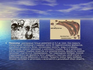Лизосомы - шаровидные тельца диаметром от 0,2 до 1мкм. Они покрыты элементарной мембраной и содержат около 30 гидролитических ферментов, способных расщеплять белки, нуклеиновые кислоты, жиры и углеводы. Образование лизосом происходит в комплексе Гольджи. Если в цитоплазму клетки попадают пищевые вещества или микроорганизмы, ферменты лизосом принимают участие в их переваривании. При повреждении мембран лизосом содержащиеся в них ферменты могут разрушать структуры самой клетки и временные органы эмбрионов и личинок. Продукты лизиса через мембрану лизосом поступают в цитоплазму и включаются в дальнейший обмен веществ.  