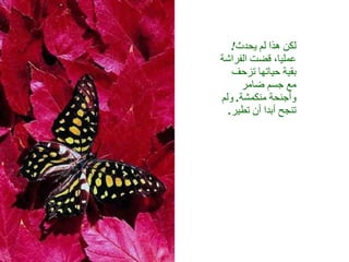 لكن هذا لم يحدث !  عمليا، قضت الفراشة بقية حياتها تزحف مع جسم ضامر وأجنحة منكمشة .  ولم تنجح أبدا أن تطير . 