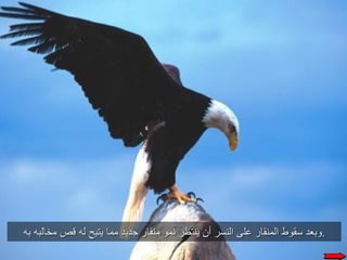 حكاية النسر