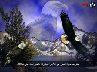 حكاية النسر
