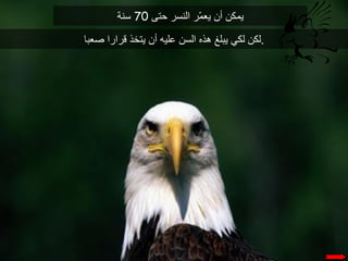 حكاية النسر