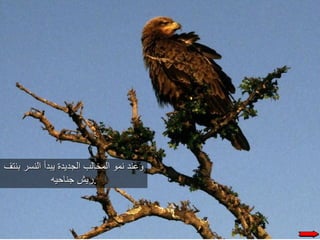 حكاية النسر