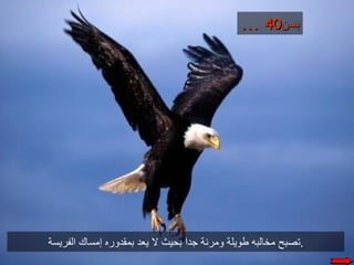 حكاية النسر