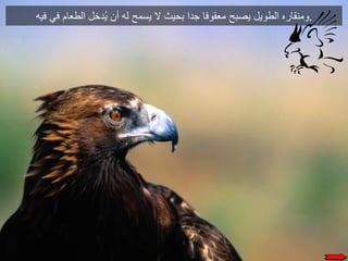 حكاية النسر