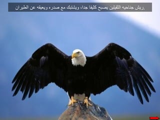 حكاية النسر