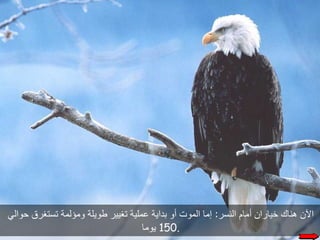 حكاية النسر