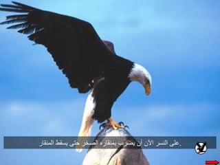 حكاية النسر