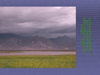 出乎意料竟然在這世界屋脊之上 發現了江南普通的油菜花， 這裏的油菜花沒有江南的茂密， 卻也顯得十分粗壯。 