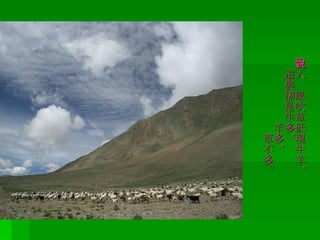 古人說風吹草低現牛羊，   這裏卻是牛多，   羊多，   草不多。 