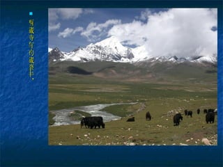 西藏特有的藏犛牛， 黑乎乎的散放在山上。 