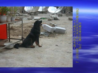 西藏流傳這這麼一句話 『想買藏敖的話就要連它的主人一起買回去。』 可見藏敖的忠心與兇狠了。 