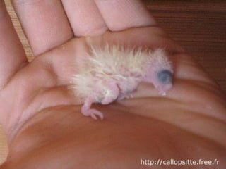 مراحل حياة الكناري