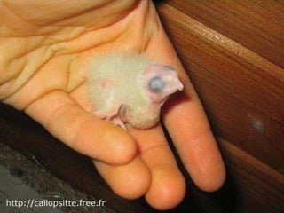 مراحل حياة الكناري