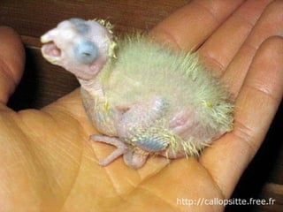 مراحل حياة الكناري