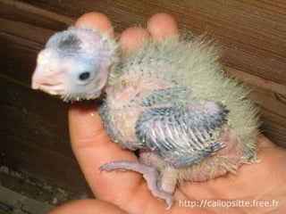 مراحل حياة الكناري