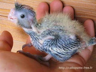 مراحل حياة الكناري