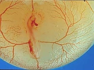 مراحل حياة الكناري