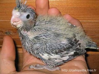 مراحل حياة الكناري