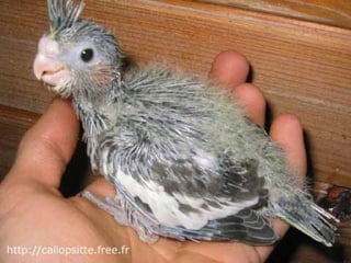 مراحل حياة الكناري