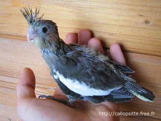 مراحل حياة الكناري