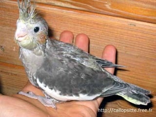 مراحل حياة الكناري