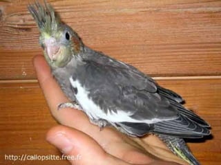 مراحل حياة الكناري