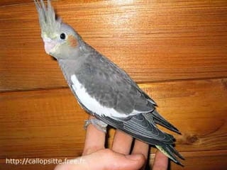 مراحل حياة الكناري