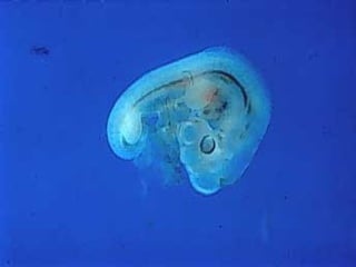 مراحل حياة الكناري