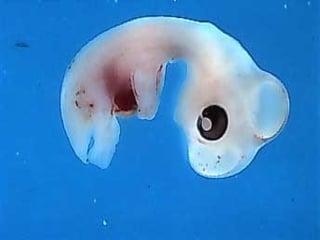 مراحل حياة الكناري