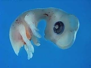 مراحل حياة الكناري