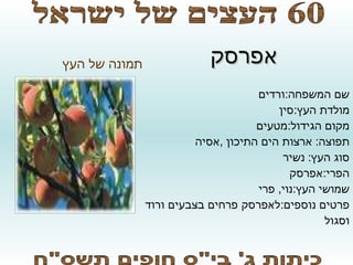סופי