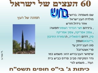 סופי