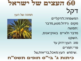 סופי