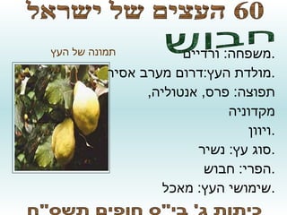 סופי
