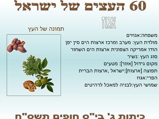 סופי